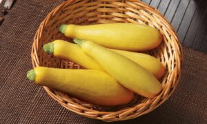 Goldprize Squash (Farmore)