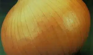 Granex Yellow PRR Onion (Treated Seed)