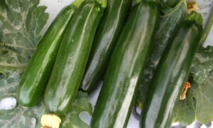 Green Eclipse Zucchini (Farmore)