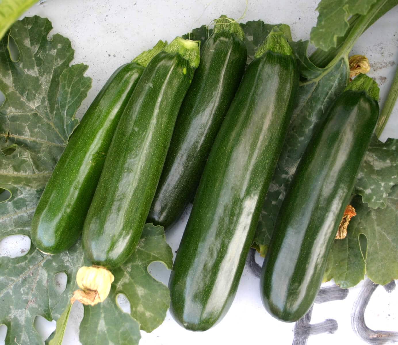 Green Eclipse Zucchini (Farmore)