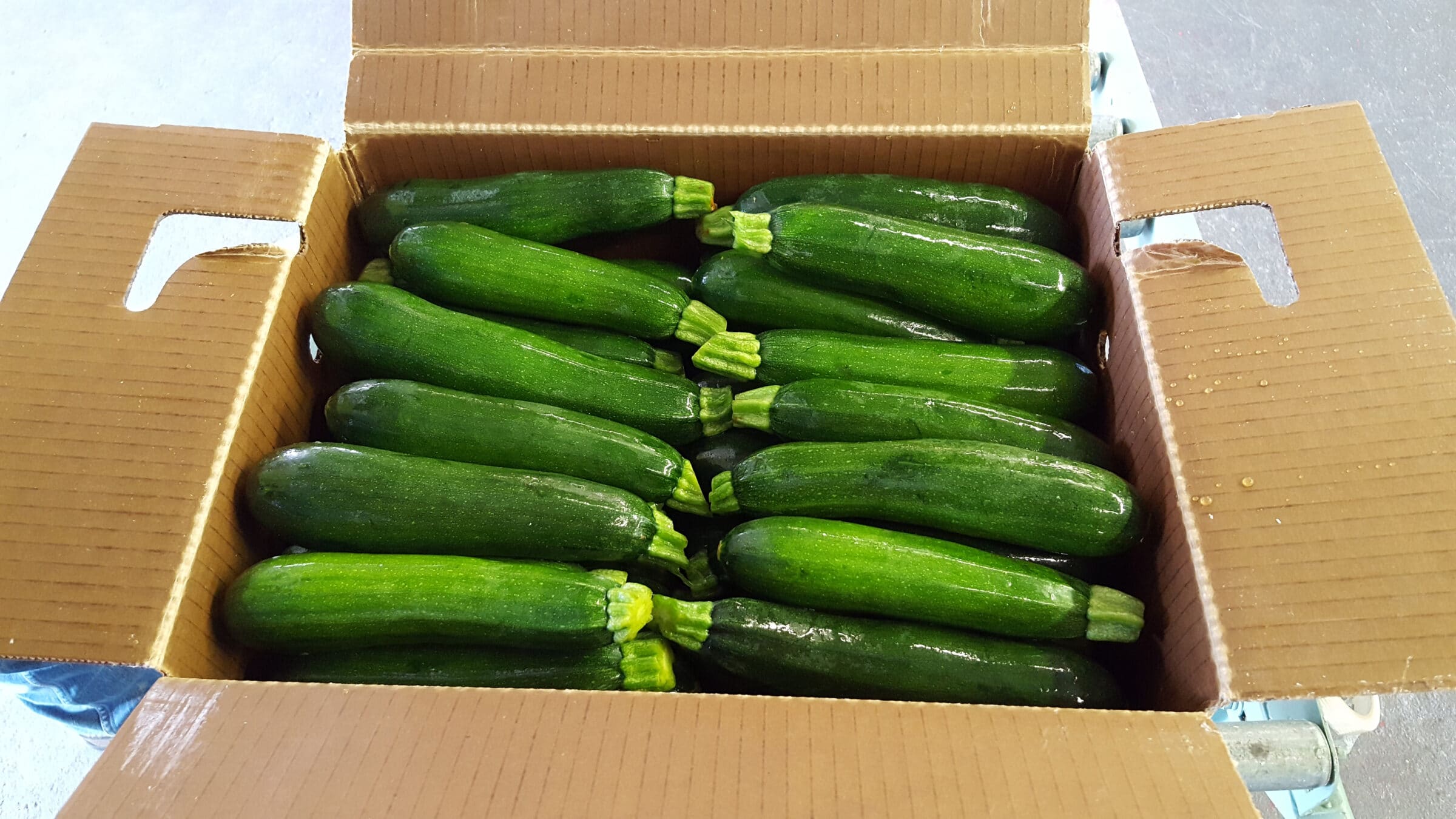 Green Machine Zucchini (Farmore)