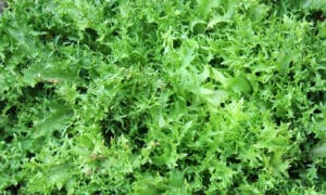 Green Ruffec Endive (Not Treated Seed)