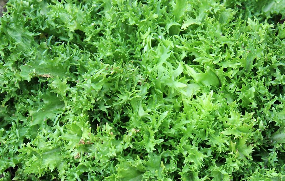 Green Ruffec Endive (Not Treated Seed)
