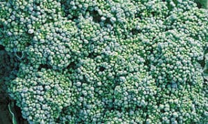 Green Sprouting Broccoli Calabrese (Not Treated)