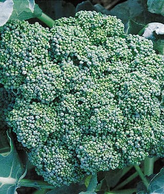Green Sprouting Broccoli Calabrese (Not Treated)