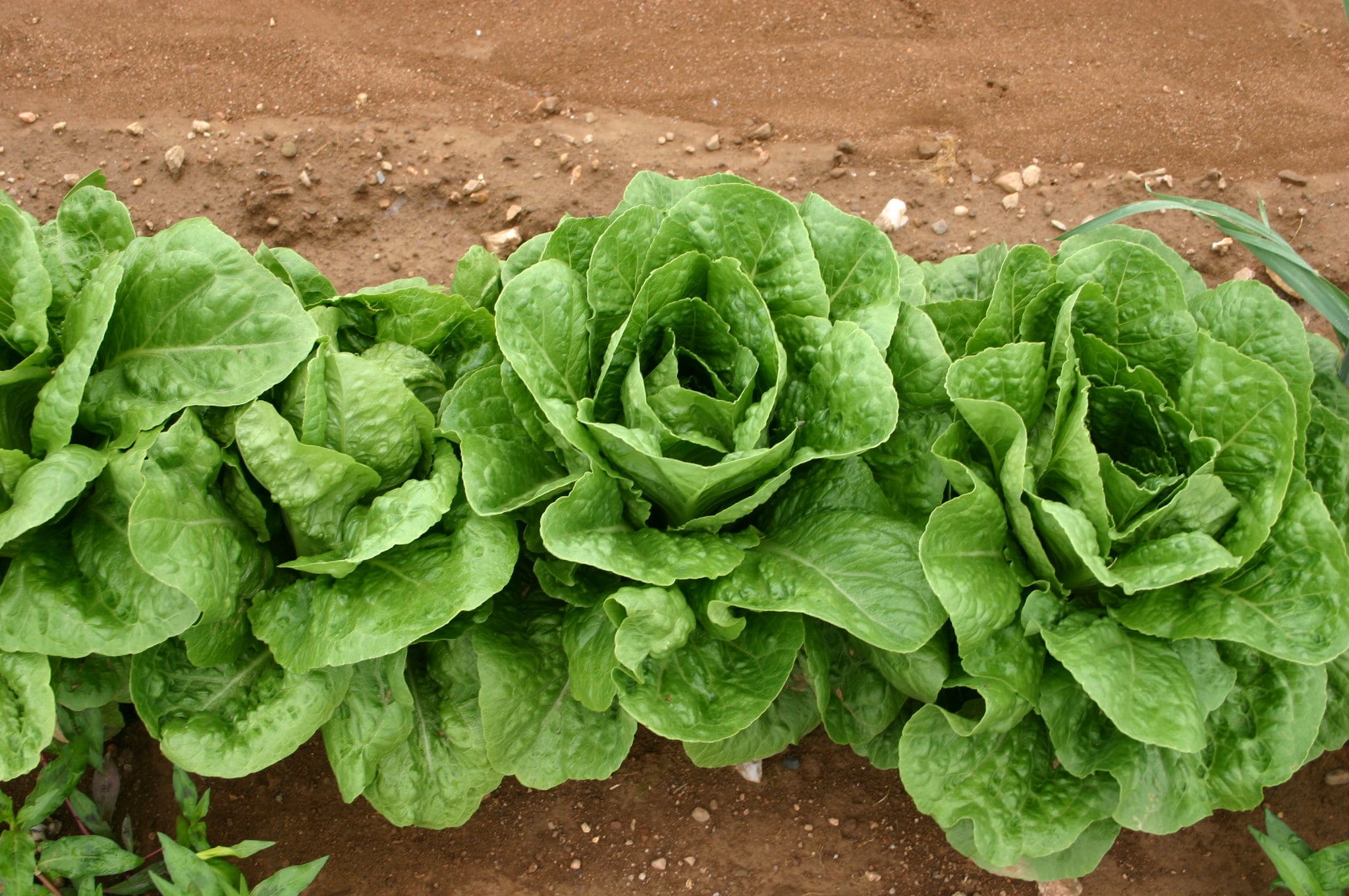 Green Towers Lettuce (Primed, Pelleted)