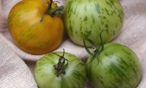 Green Zebra Tomato (Organic)