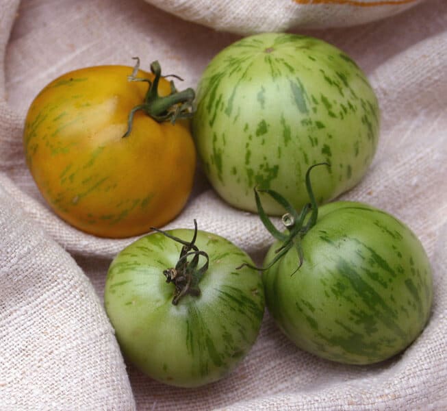 Green Zebra Tomato (Organic)