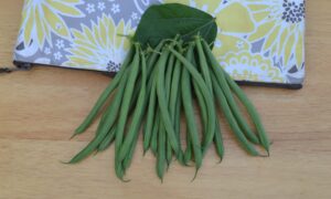 Greenback Green Pod Bush Bean (Cruiser Treated)