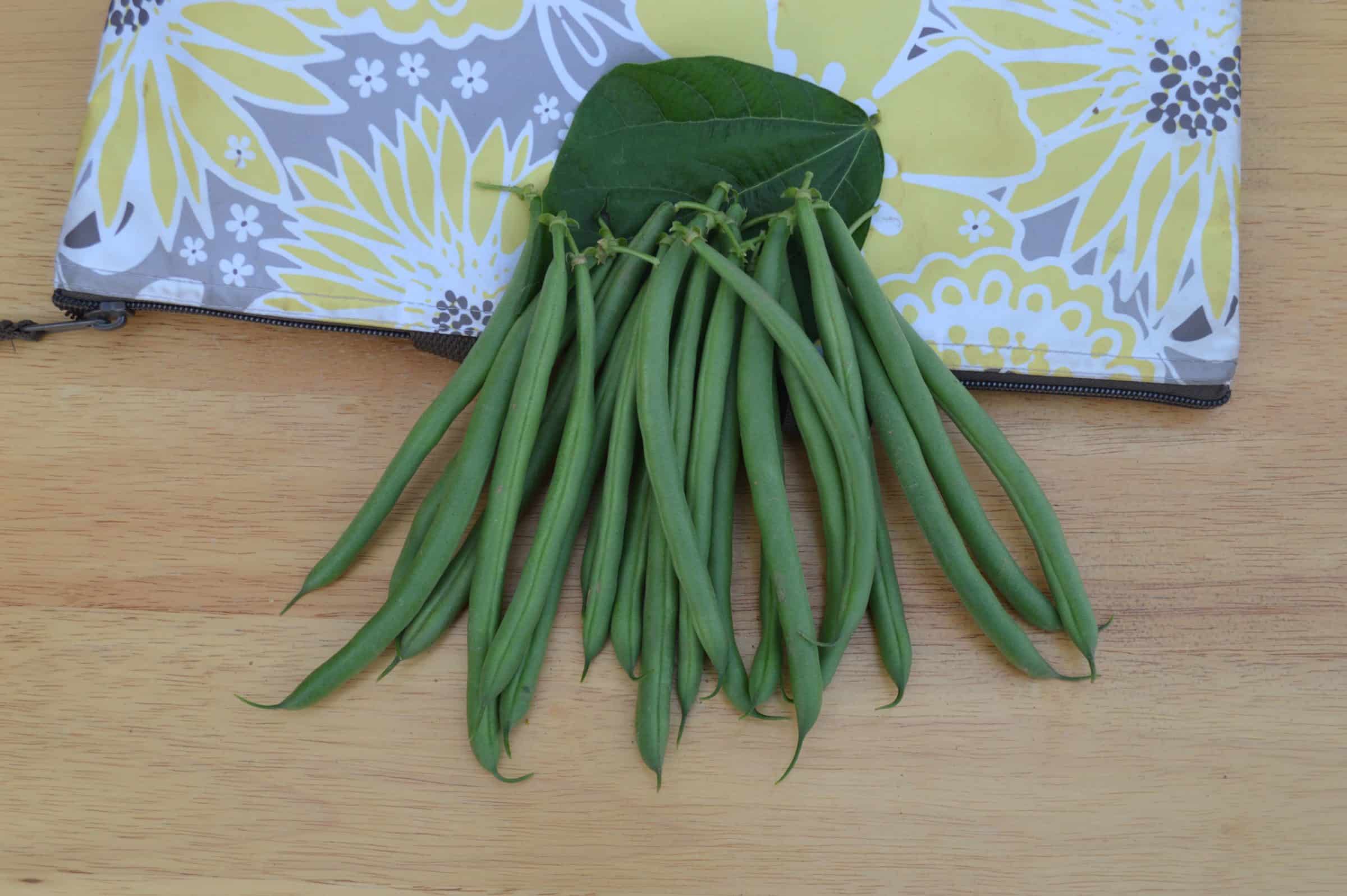 Greenback Green Pod Bush Bean (Cruiser Treated)