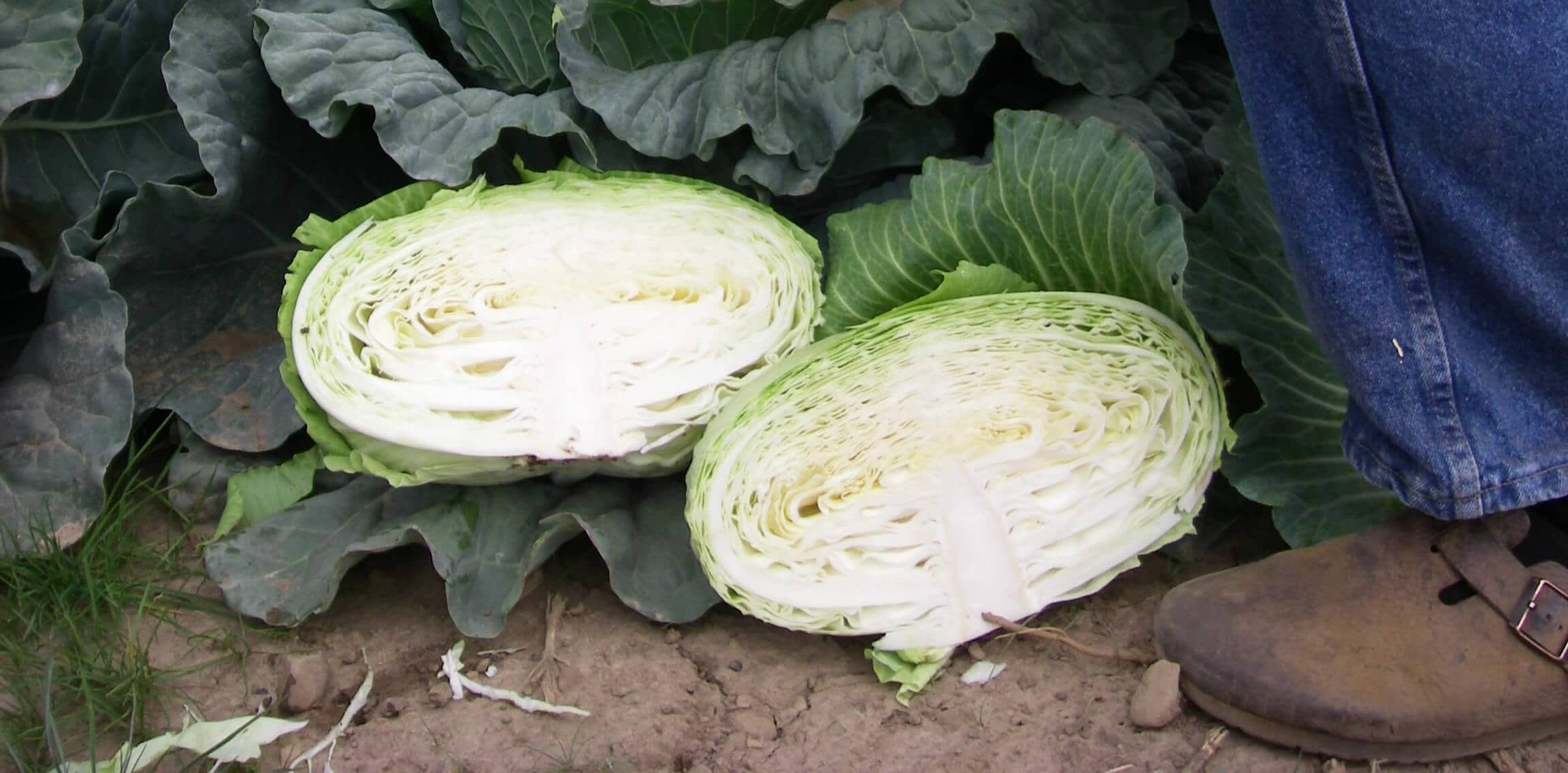 Gunma Cabbage (Not Treated)