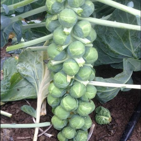Gustus Brussels Sprouts (Treated Seed) - Image 2