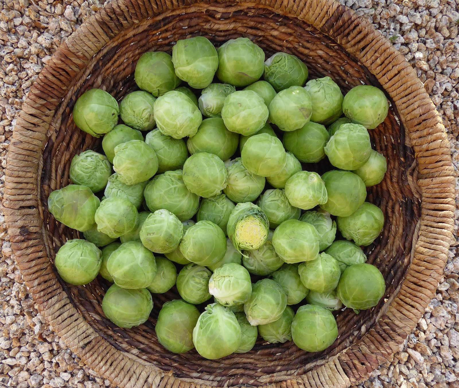 Gustus Brussels Sprouts (Treated Seed) - Image 3