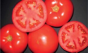 HM 1823 Tomato (Pelleted)