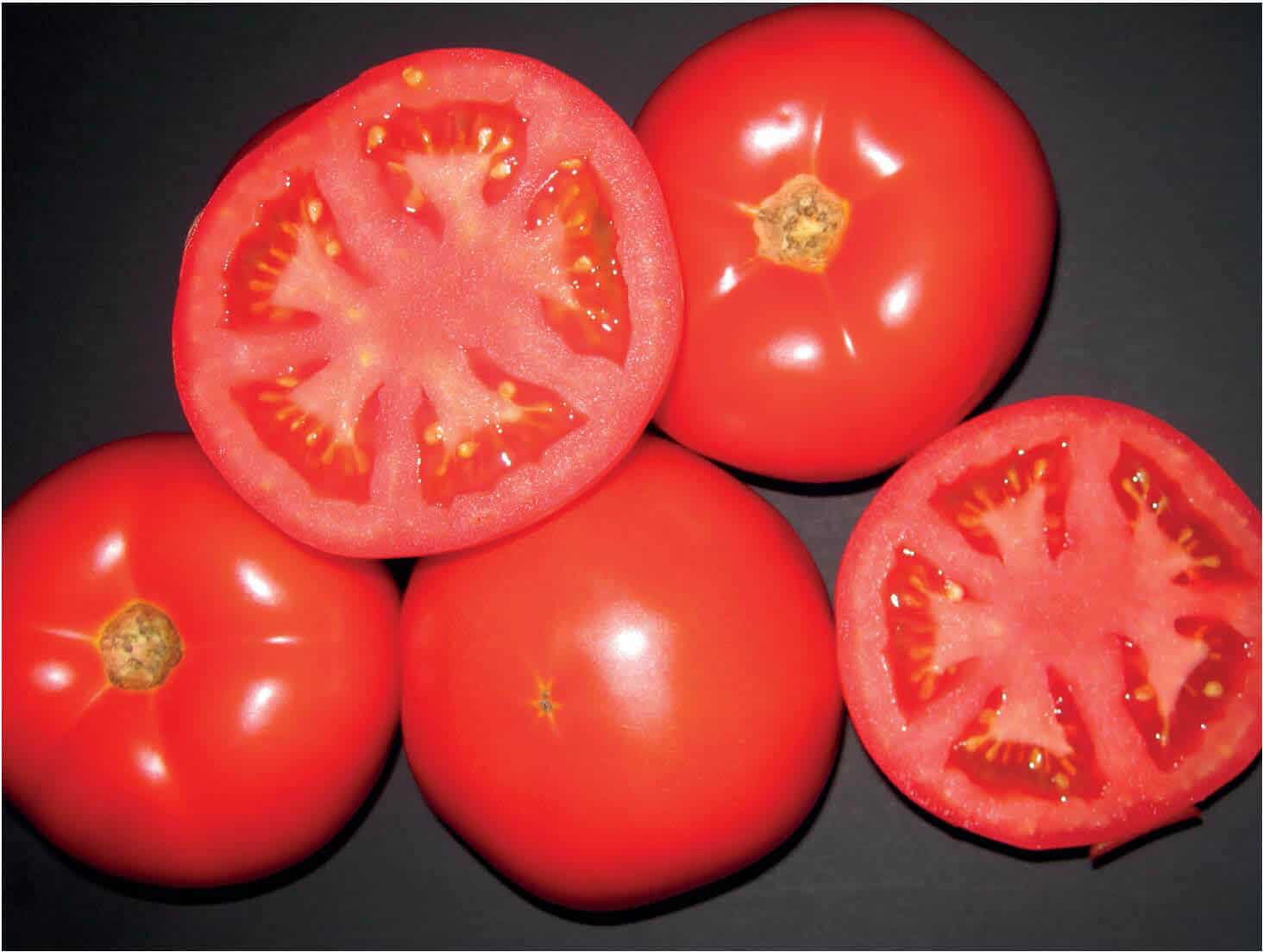 HM 1823 Tomato (Pelleted)