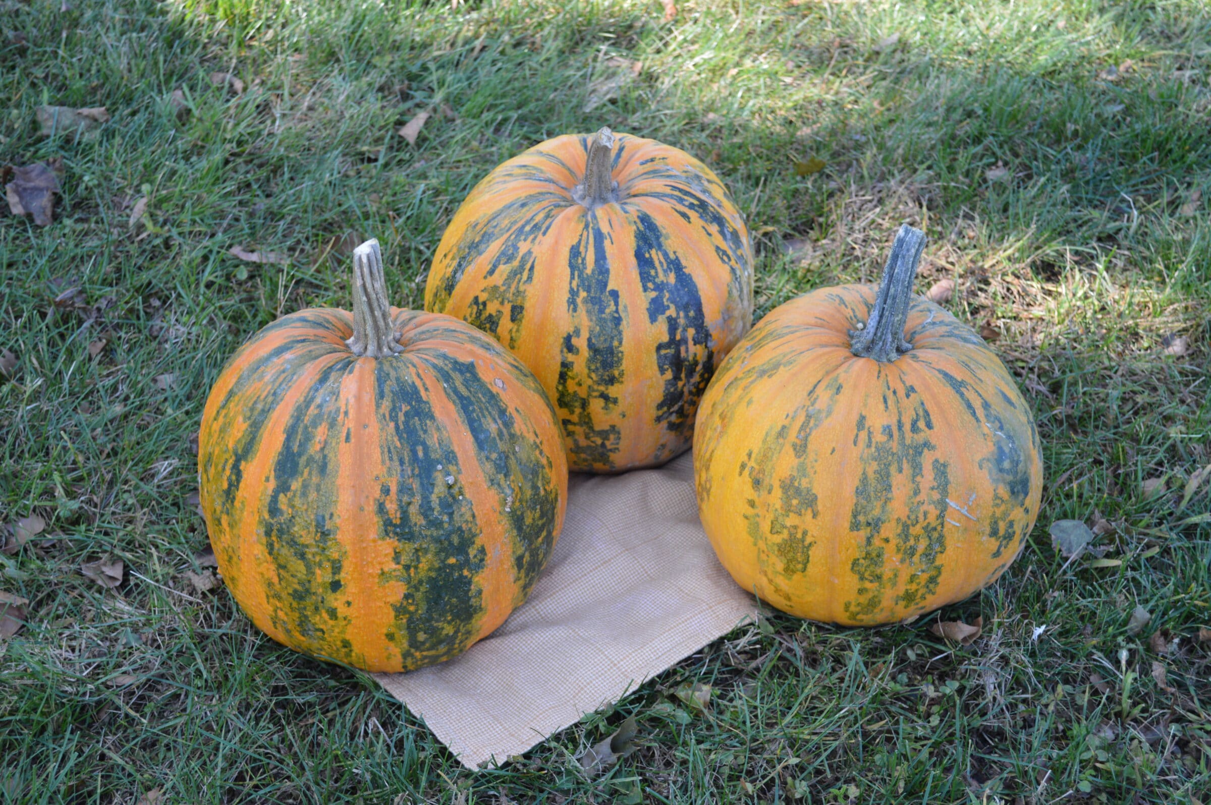 HSC151 Pumpkin (Treated Seed) - Image 2