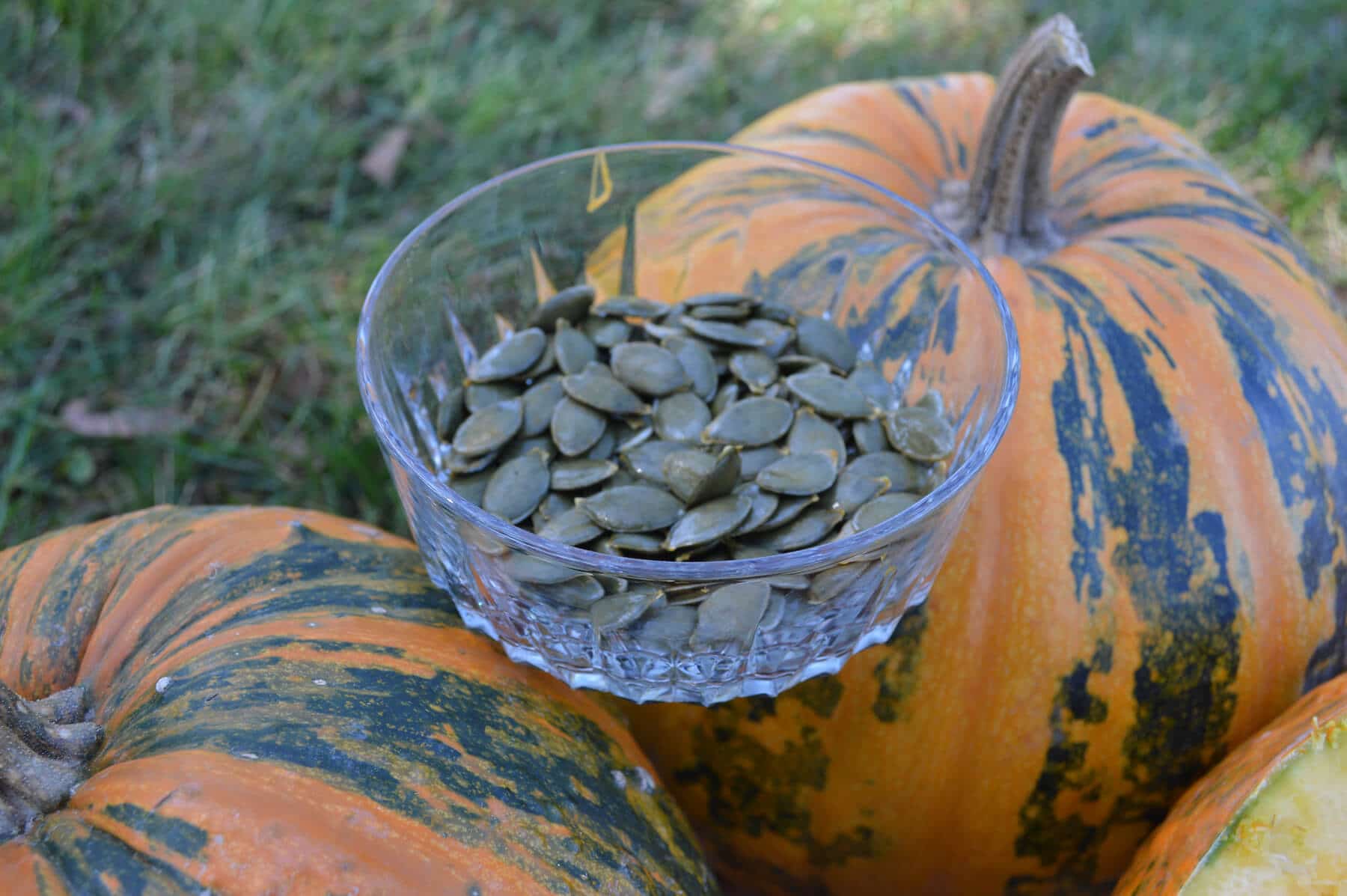HSC151 Pumpkin (Treated Seed)