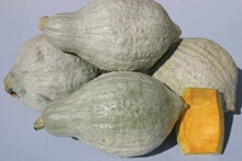 Hubbard Heavenly Squash (Treated Seed)