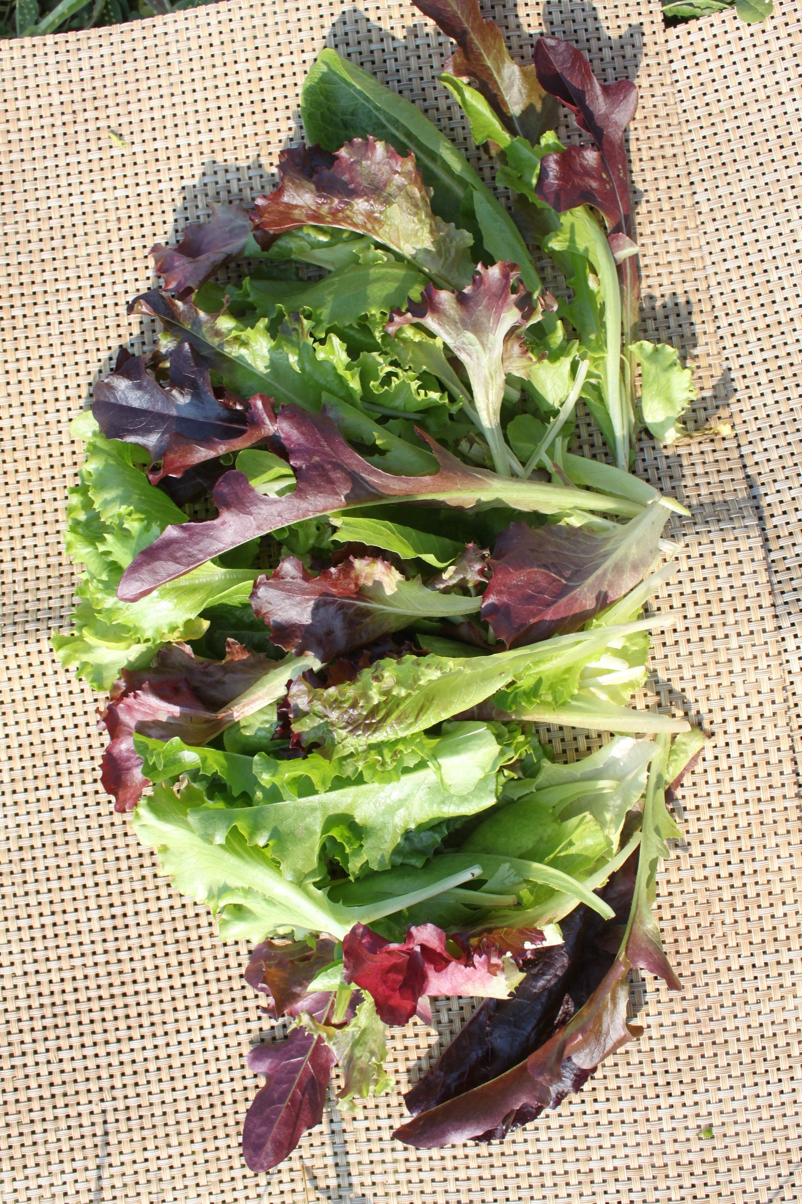 High Test Blend (Treated Seed)