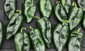 Hitman Poblano Pepper (Treated Seed)