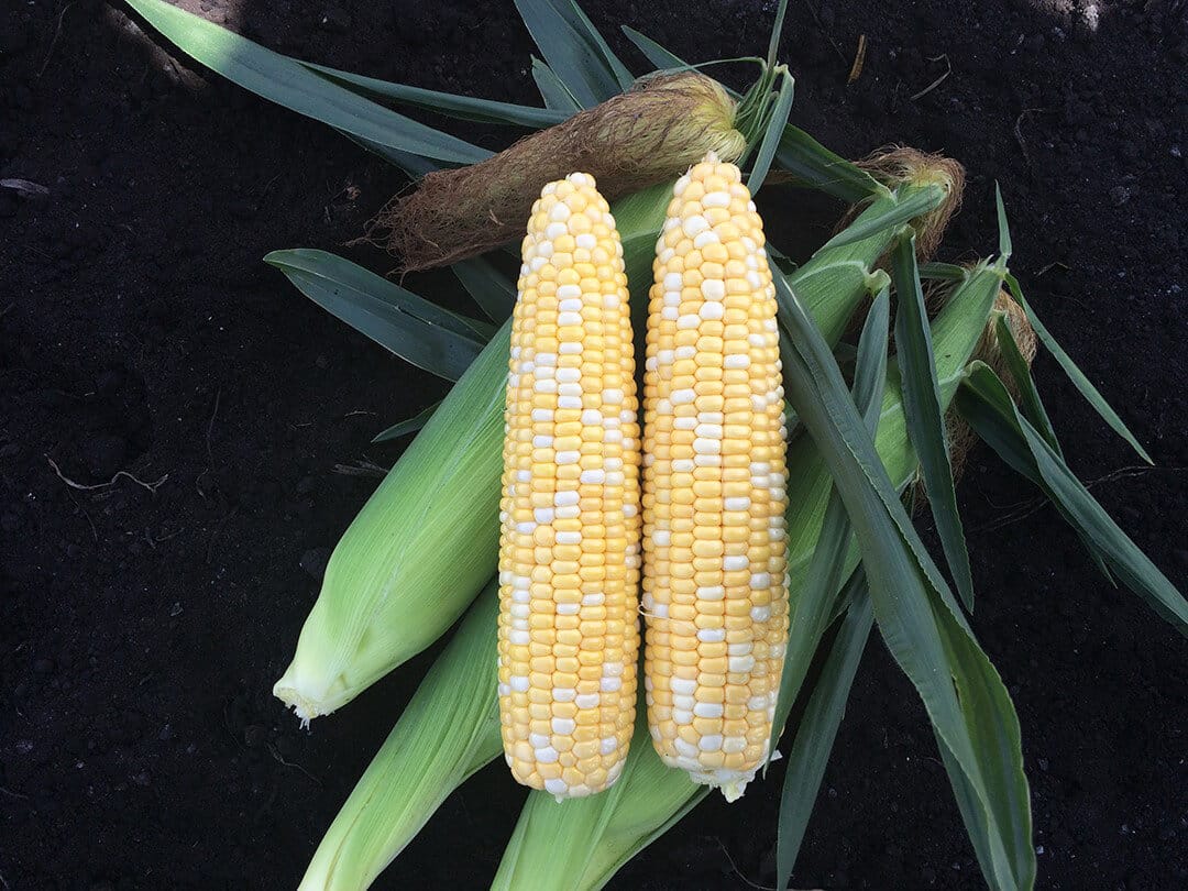 Honor XR Sweet Corn (Cruiser Treated)