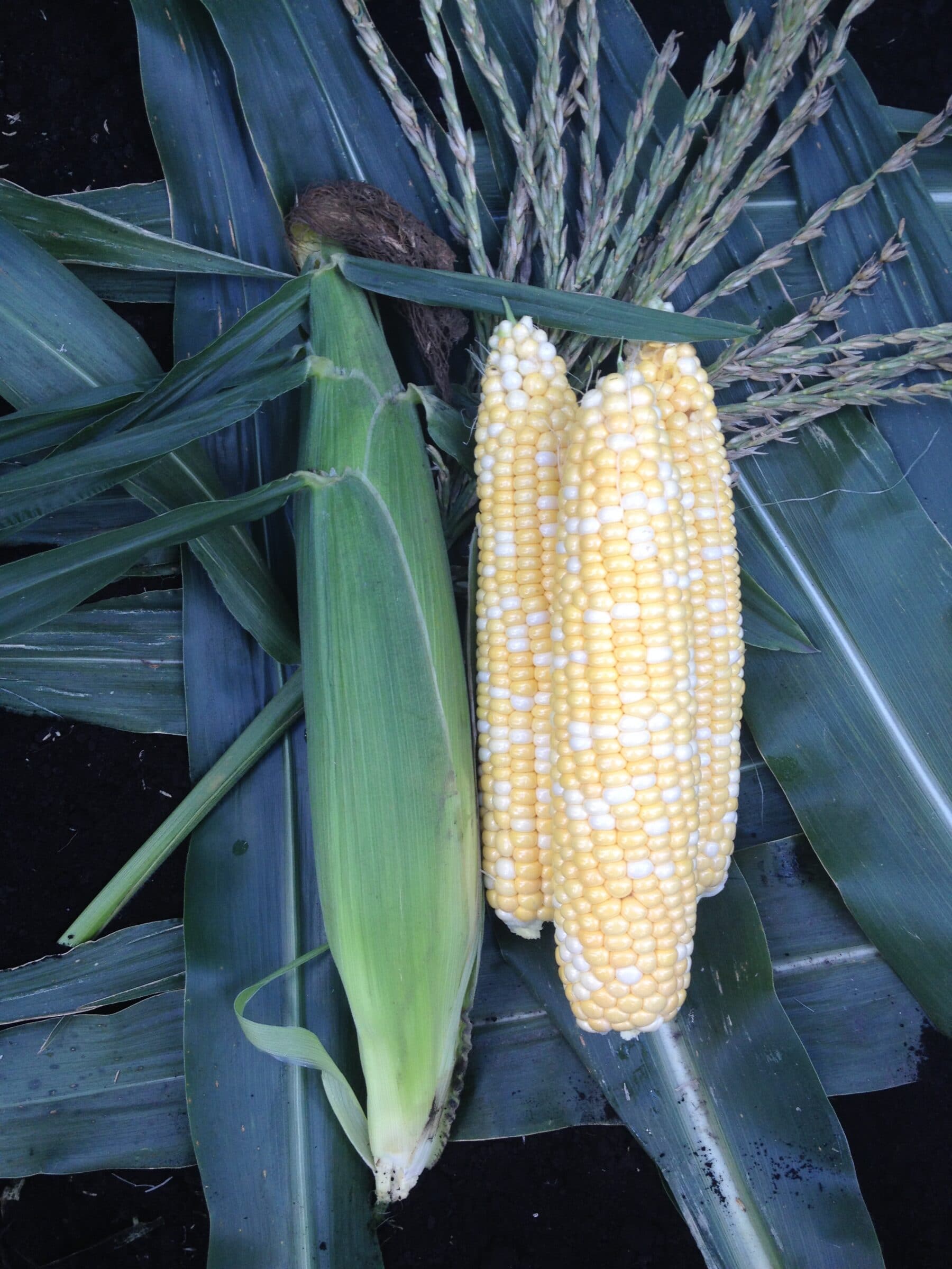 Honor XR Sweet Corn (Cruiser Treated) - Image 2