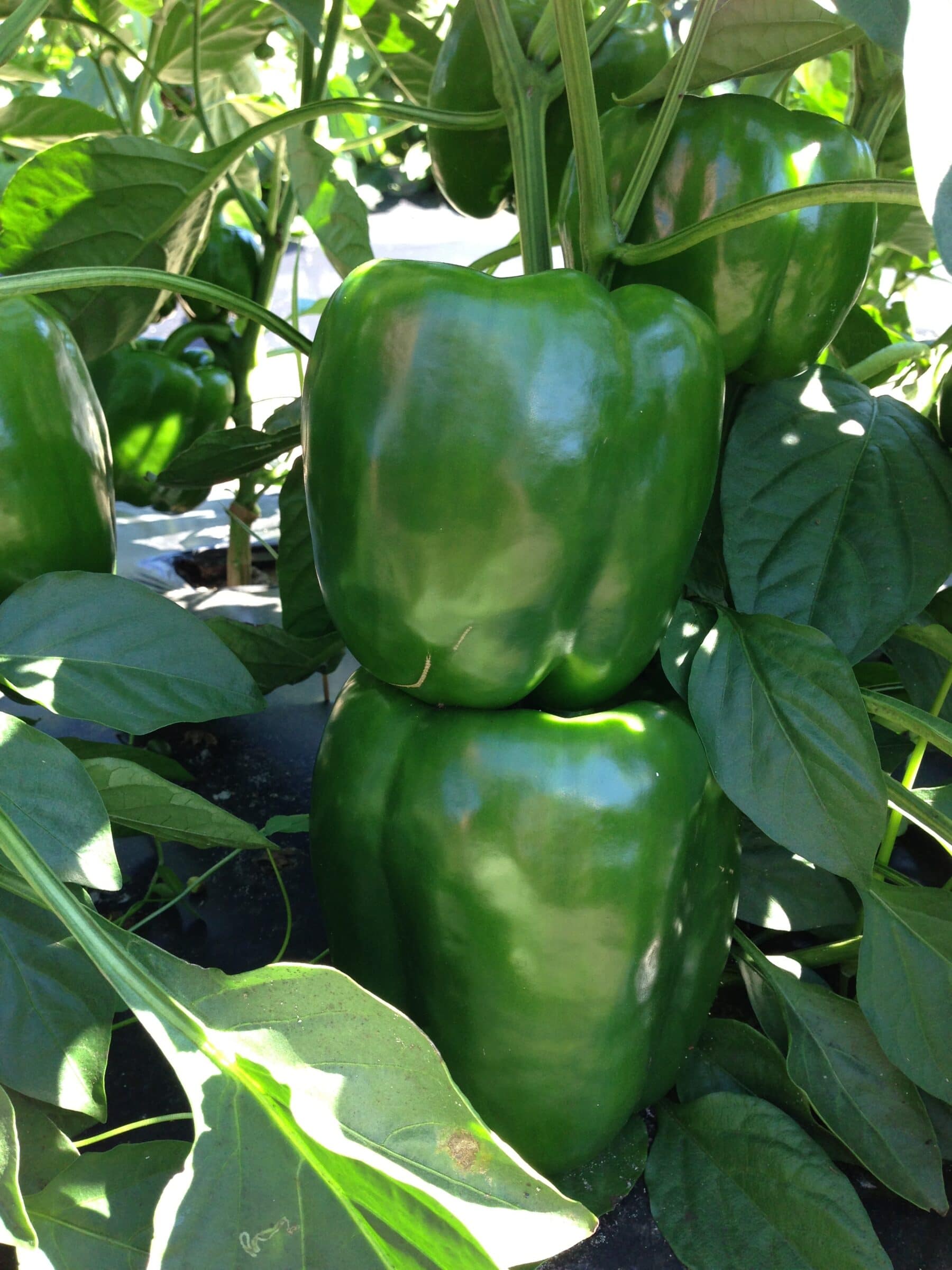 Islamorada Bell Pepper (Treated Seed) - Image 2