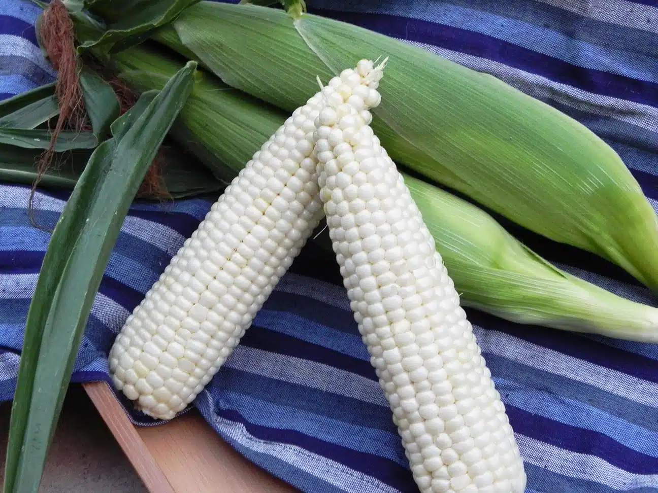 Illusion Sweet Corn (Not Treated)