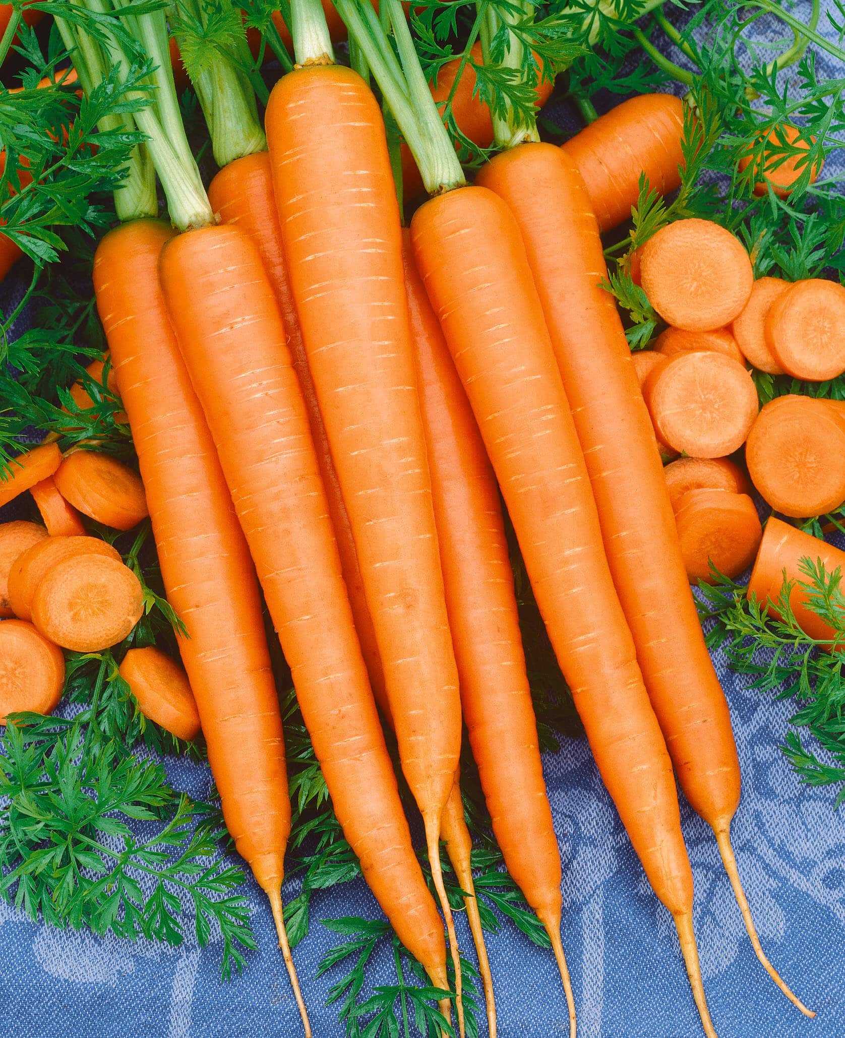 Imperator 58 Carrot (Treated Seed)