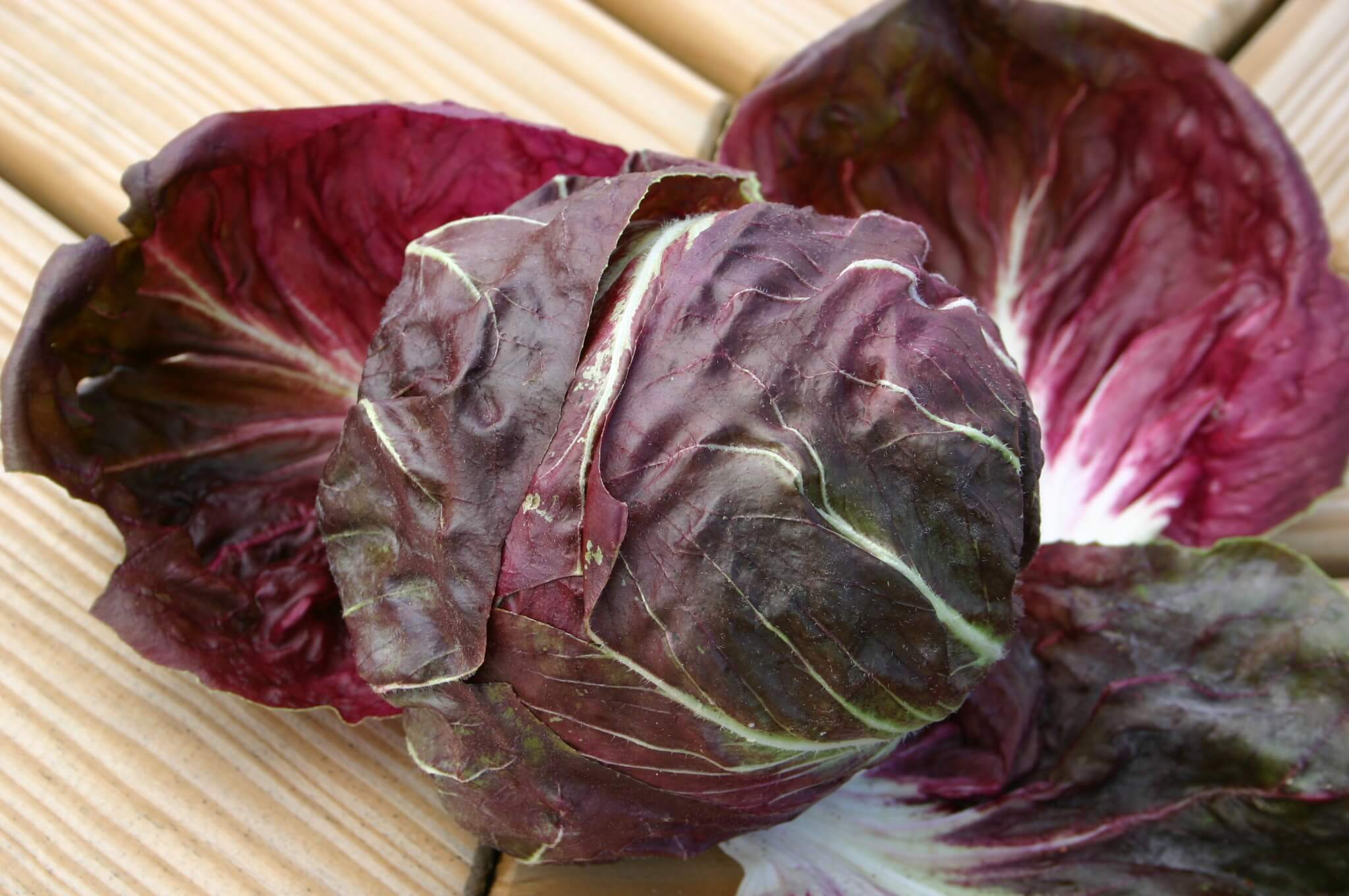 Indigo Radicchio (Not Treated)