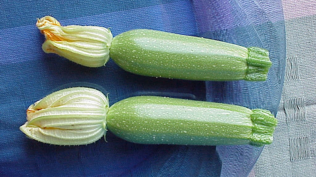 Ishtar Squash (Not Treated)