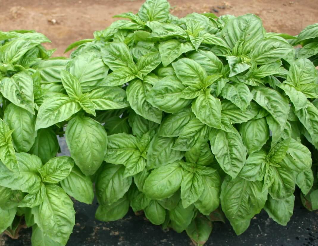 Basil Italian Large Leaf (Not Treated)