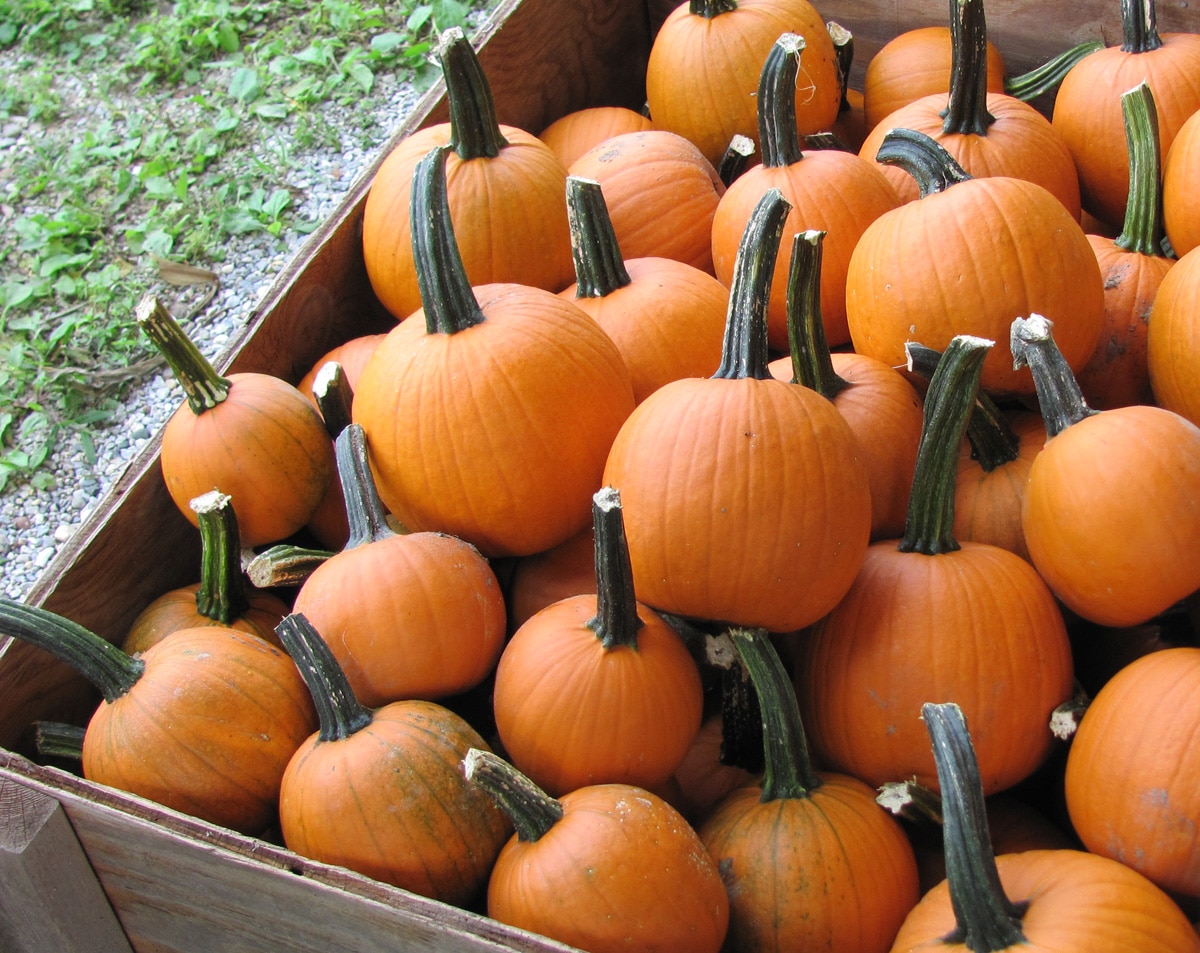 Jack Sprat Pumpkin (Farmore) - Image 2