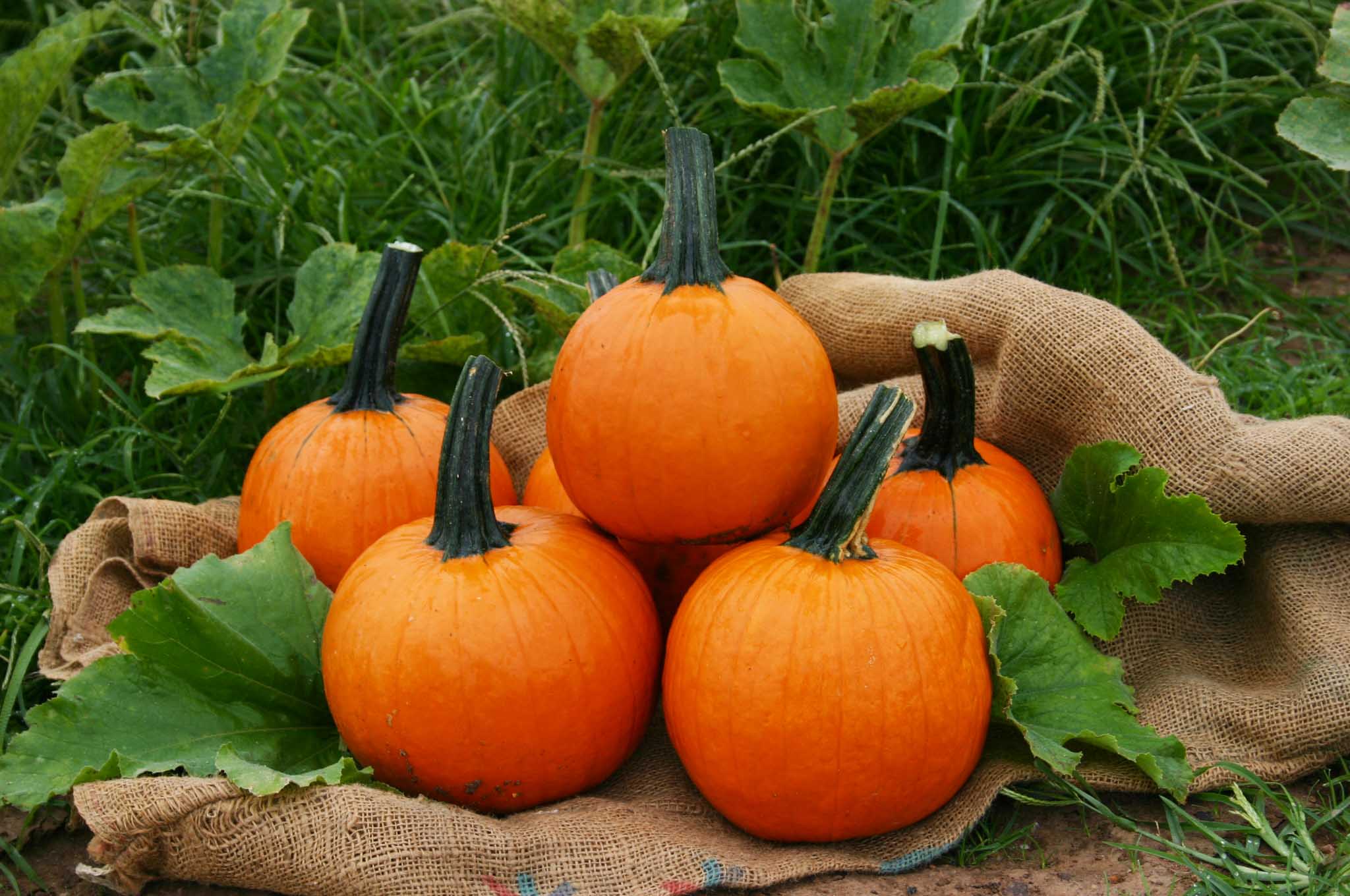 Jack Sprat Pumpkin (Farmore)