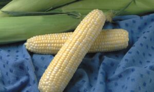 Jackpot Sweet Corn (Cruiser Treated)