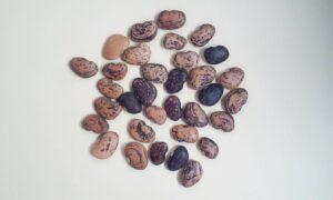 Jackson Wonder Lima Bean (Treated Seed)