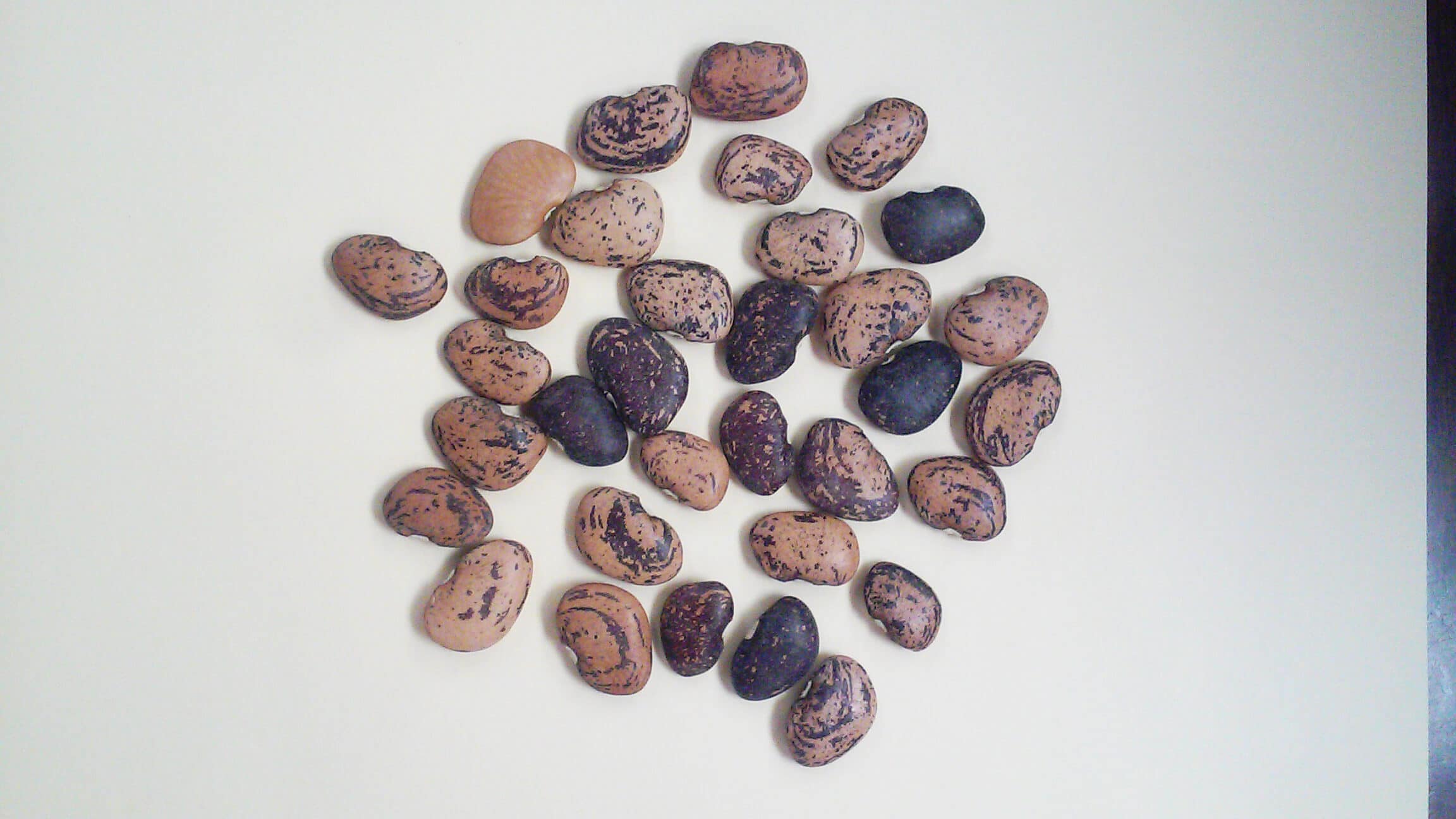 Jackson Wonder Lima Bean (Treated Seed)