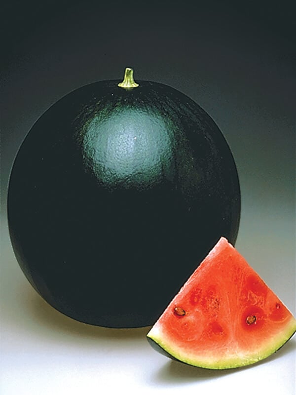 Jade Star Watermelon (Farmore Treated Seed)