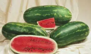 Jamboree Watermelon (Treated Seed)