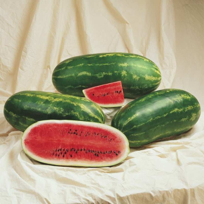 Jamboree Watermelon (Treated Seed)