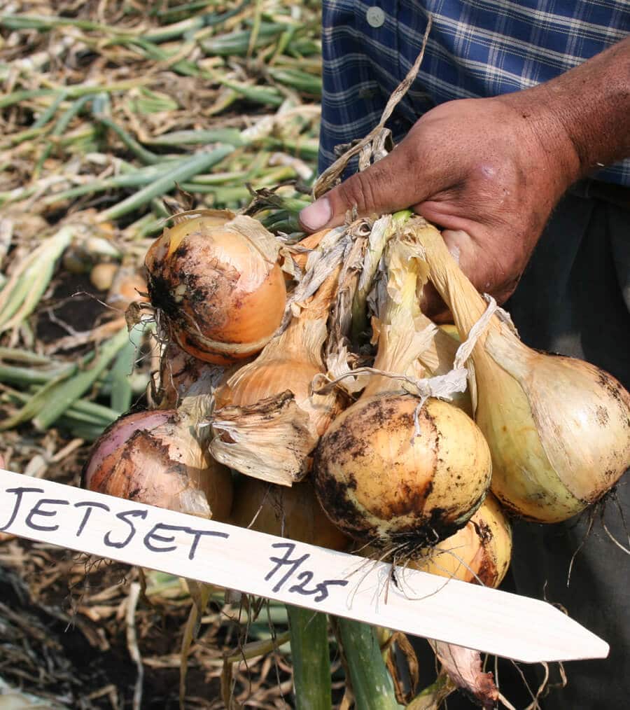 Jetset Onion Set (Treated Seed)