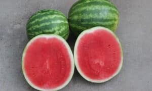 Joy Ride Watermelon (Farmore treated)
