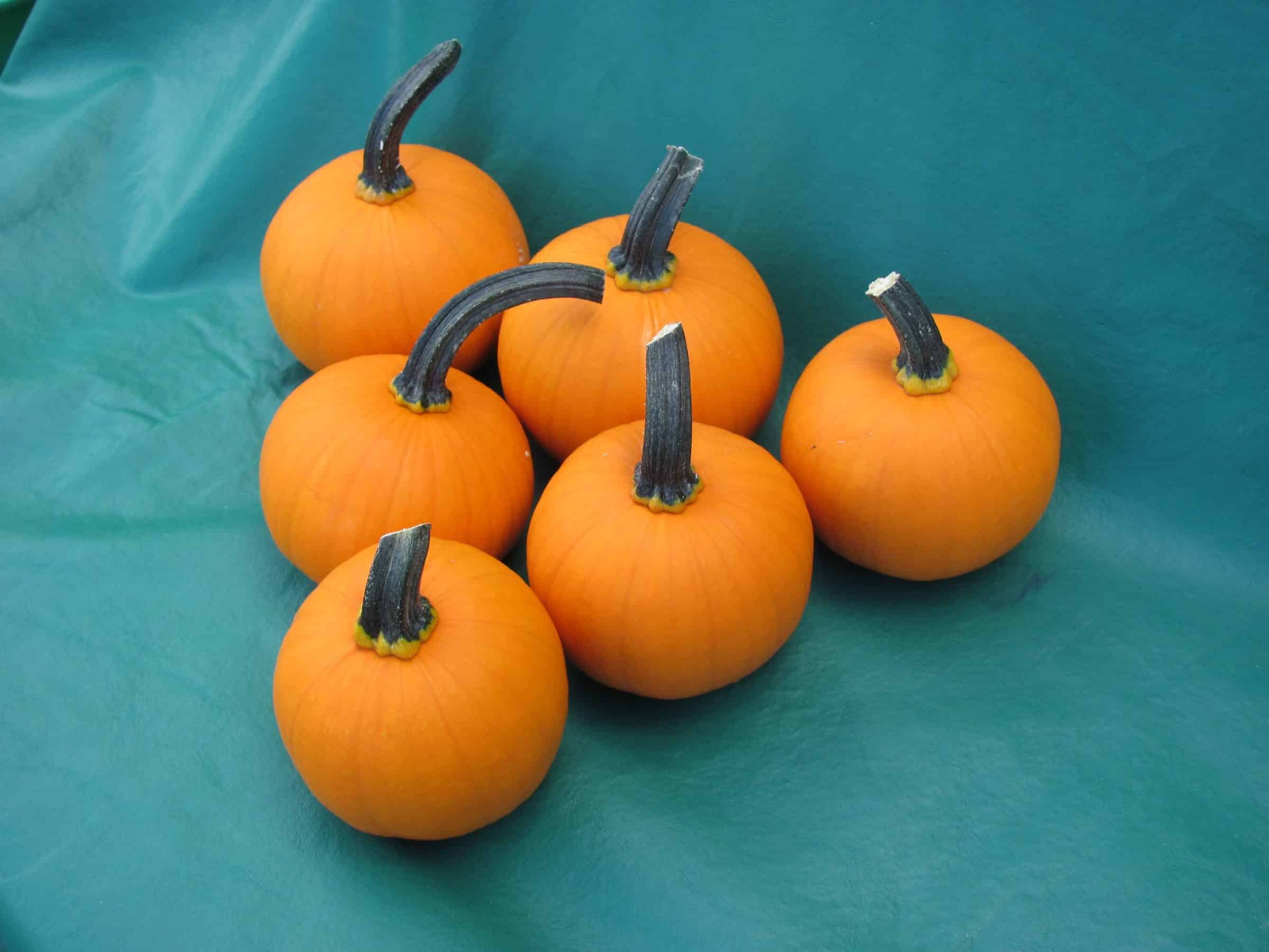 Kandy Korn Plus Pumpkin (Farmore)