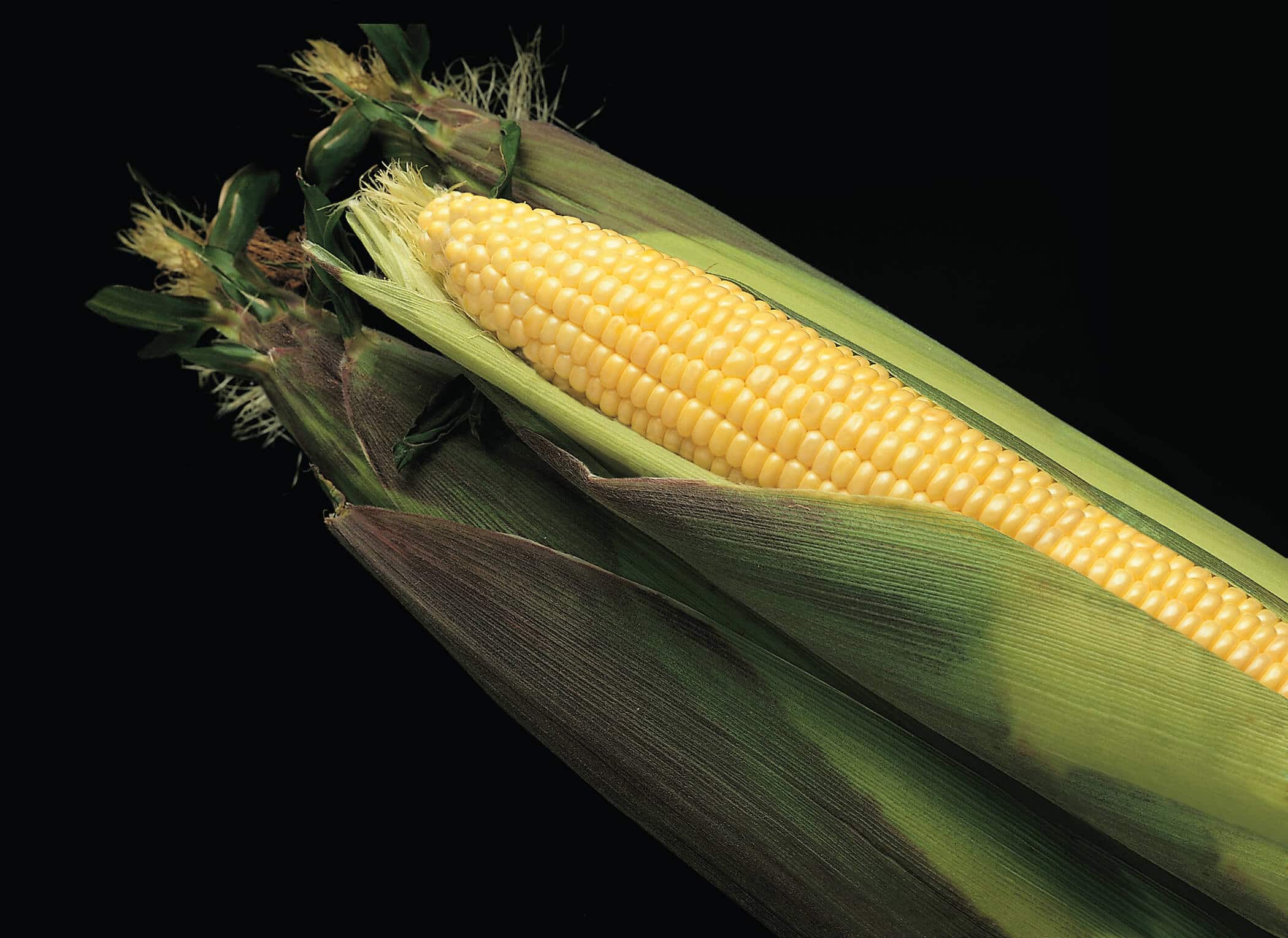 Kandy Korn Sweet Corn (Cruiser Seed)