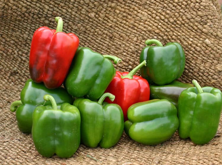 Karisma Bell Pepper (Not Treated)