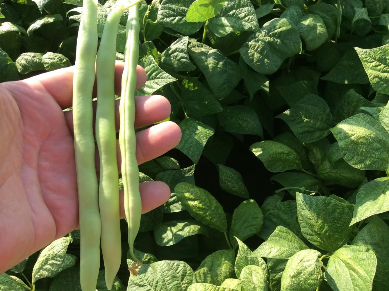 Kentucky Wonder 125 Green Flat Pod Bush Bean (Treated Seed)