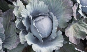 Klimaro Cabbage (Organic)