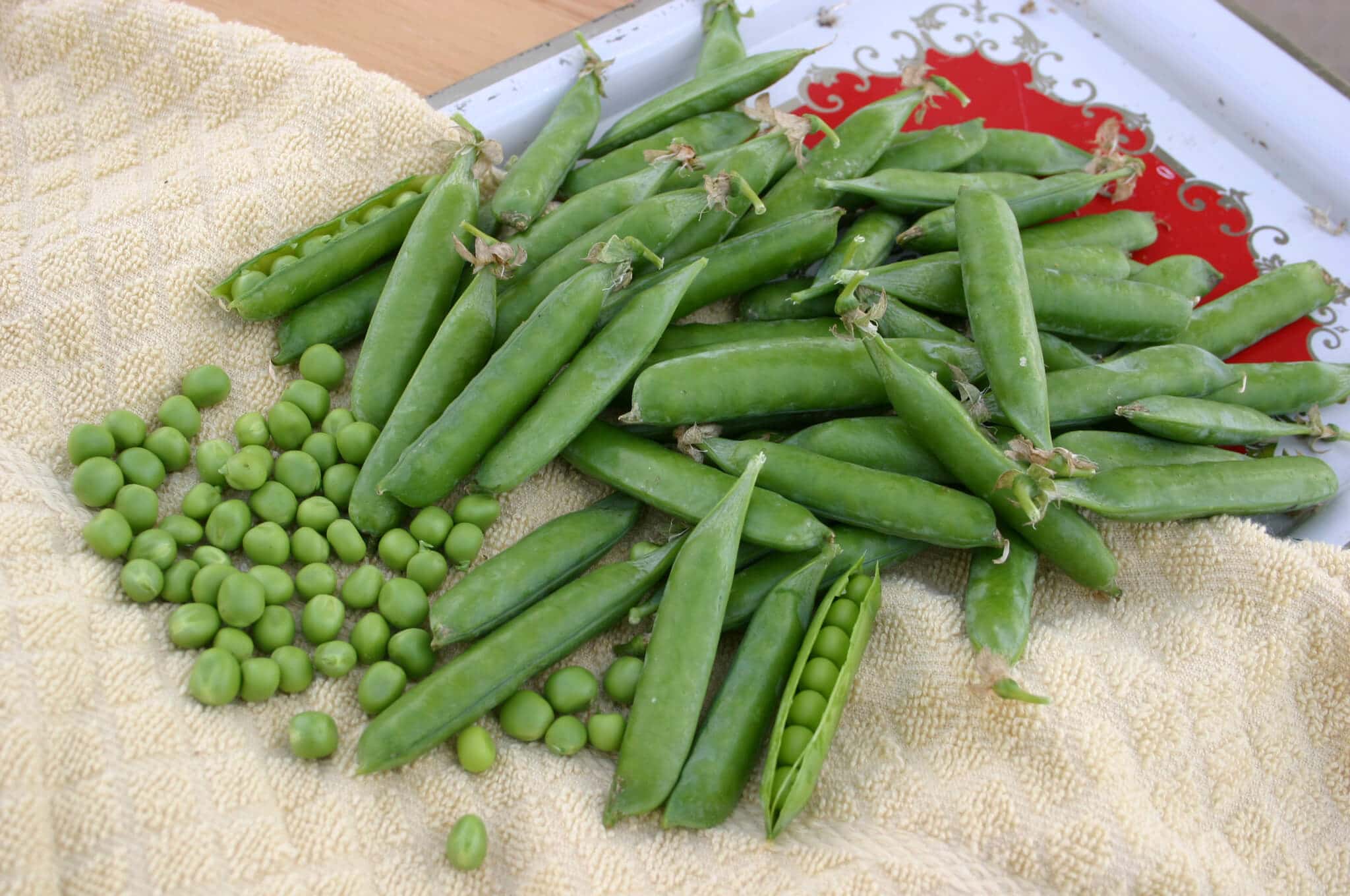 Knight Peas (Treated Seed)