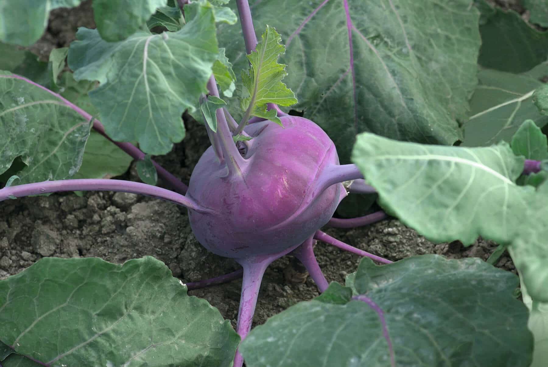 Kolibri Kohlrabi (Organic)