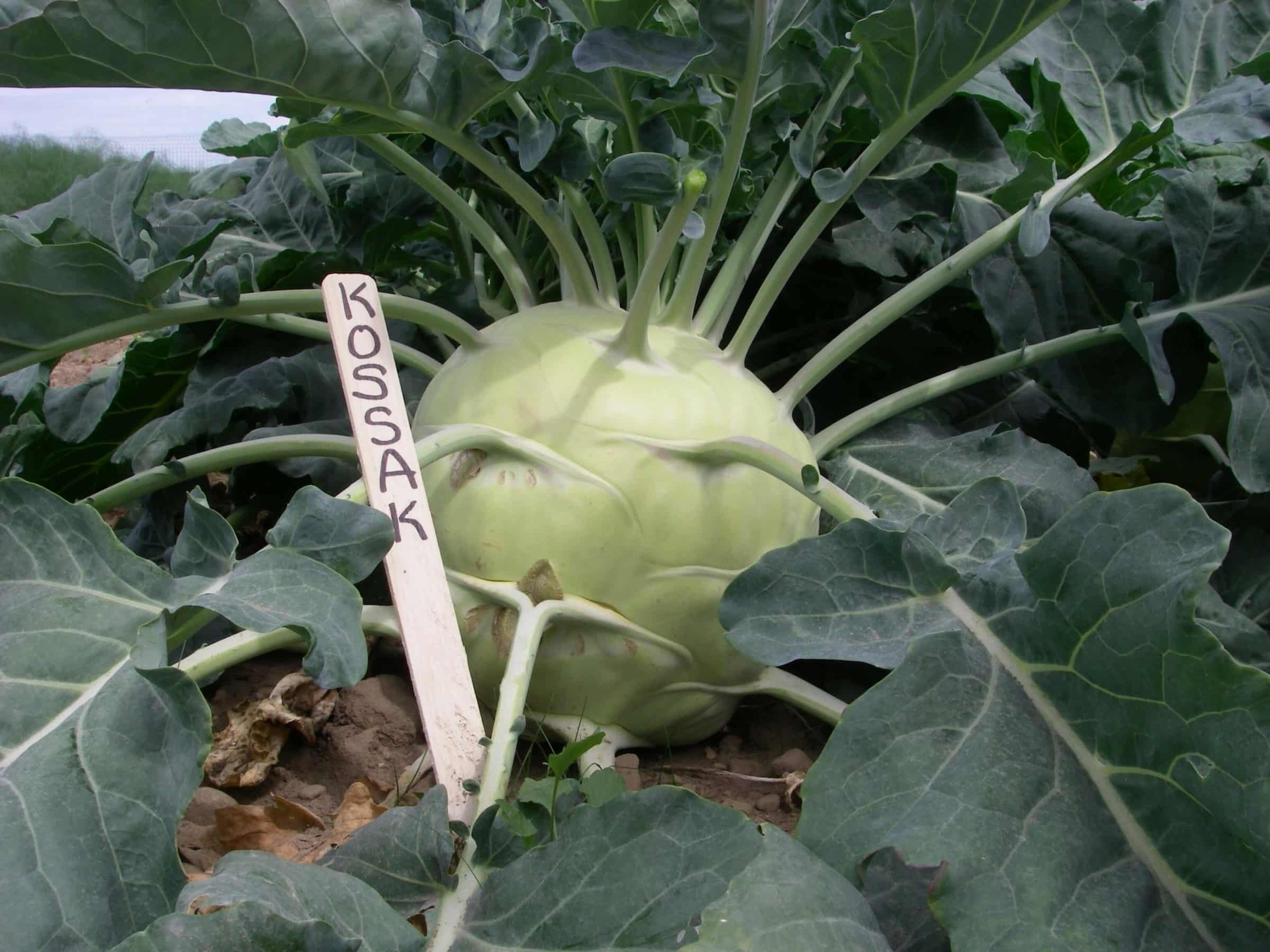 Kossak Kohlrabi (Treated Seed)